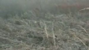 охота на норку, белая норка