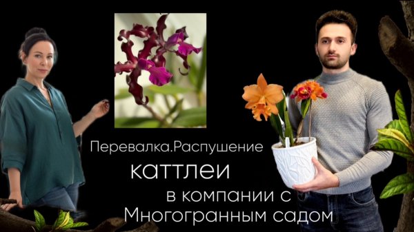 Встреча двух блогеров «ПРО КАТТЛЕИ» Секреты зацветания