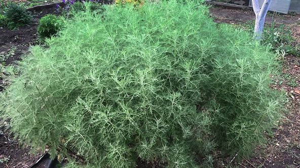 БОЖЬЕ ДЕРЕВО – САМЫЙ НЕПРИХОТЛИВЫЙ, МОРОЗОСТОЙКИЙ КУСТАРНИК.