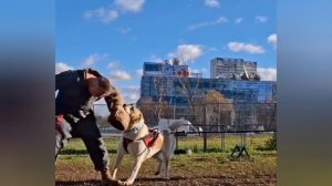 Шлейка  классика от DaiviBel