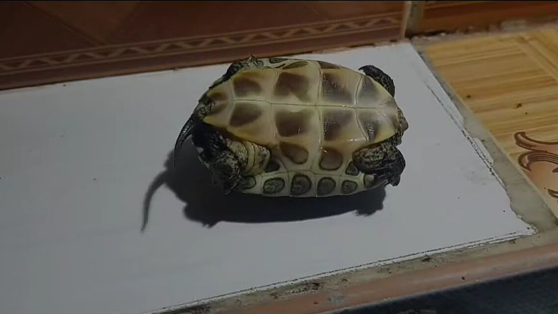 Тайна Черепашки(4)