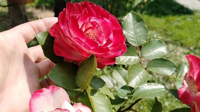 Роза 'Юбилей принца Монако' - первое цветение после покупки 2025 смотреть онлайн