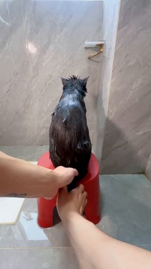 Купать кошку так просто 🐱