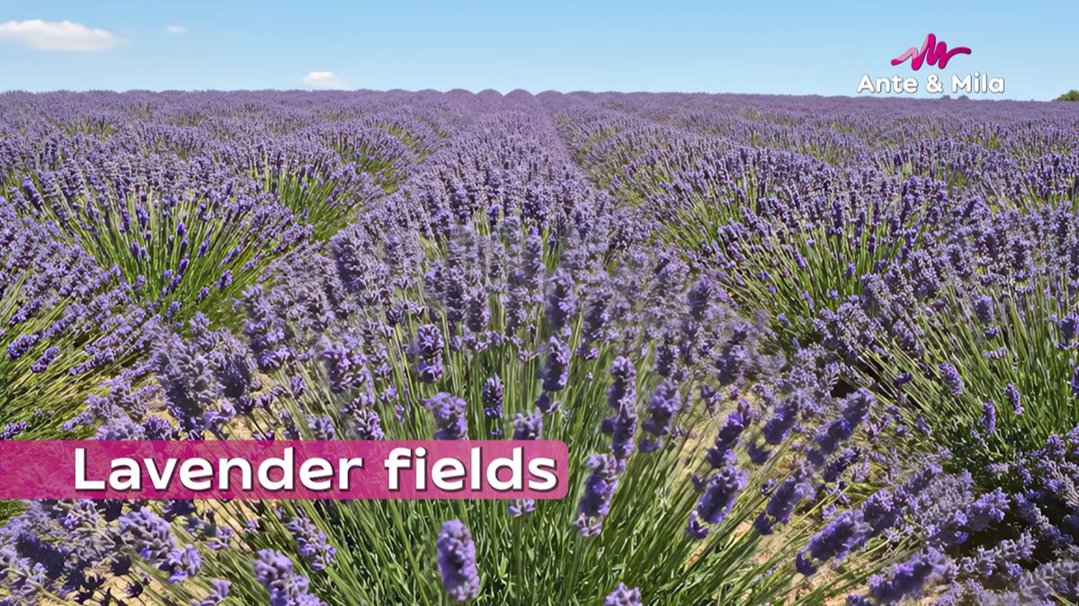 Ante & Mila - Lavender fields смотреть онлайн