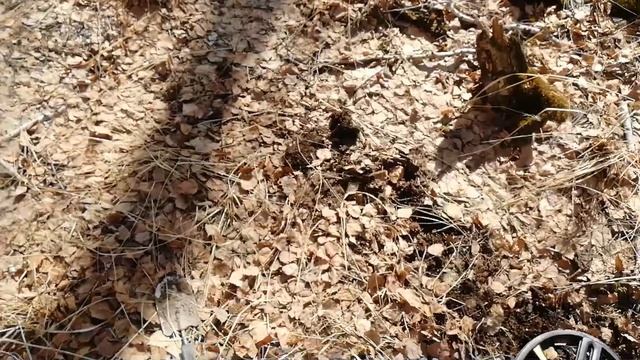 Коп 15.04.2021-Поиск с металлоискателем  #поискмонет #монеты #equinox900 #equinox #minelab #42