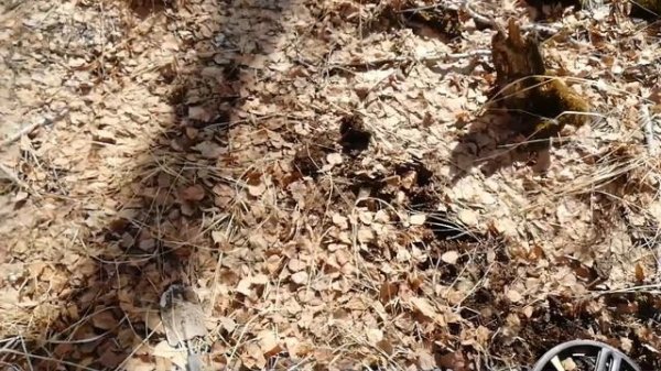 Коп 15.04.2021-Поиск с металлоискателем #поискмонет #монеты #equinox900 #equinox #minelab #42
