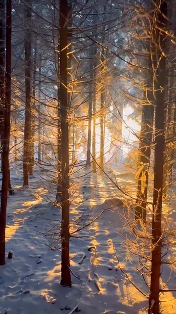 Зимний лес смотреть онлайн