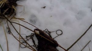Норка, ловля норки, проходной капкан, зимняя охота