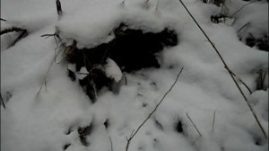 охота на лису проходными капканами, капкан на куницу, установка капкана, не тот результат