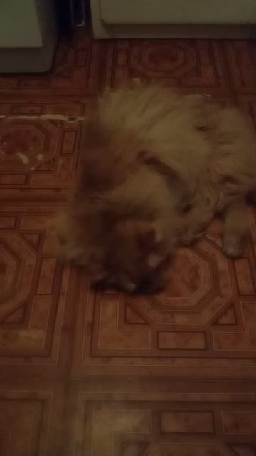 Моня и Приправа для Гарнира!