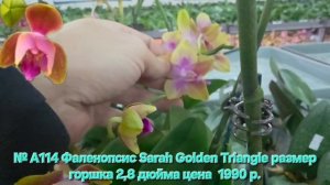 Новое поступление орхидей, сделайте себе подарок на новый год. Как сделать заказ в описании.