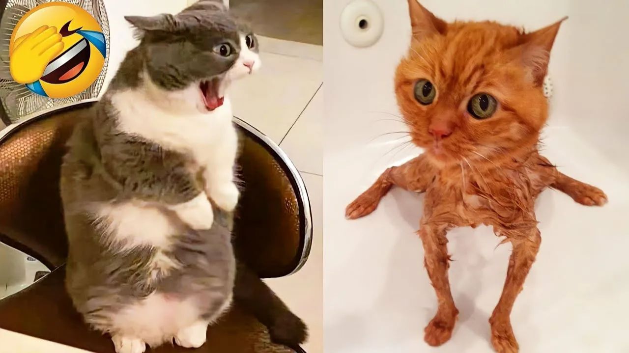 СМЕШНО ДО СЛЕЗ 😹😍 СМЕШНЫЕ КОТЫ, ЛУЧШИЕ ПРИКОЛЫ С КОТАМИ, СОБАКАМИ КОШКИ,СОБАКИ , ЖИВОТНЫЕ 🥰 смотреть онлайн