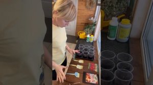 Посев томатов из наборов Цимус: пошаговая схема для крепкой рассады