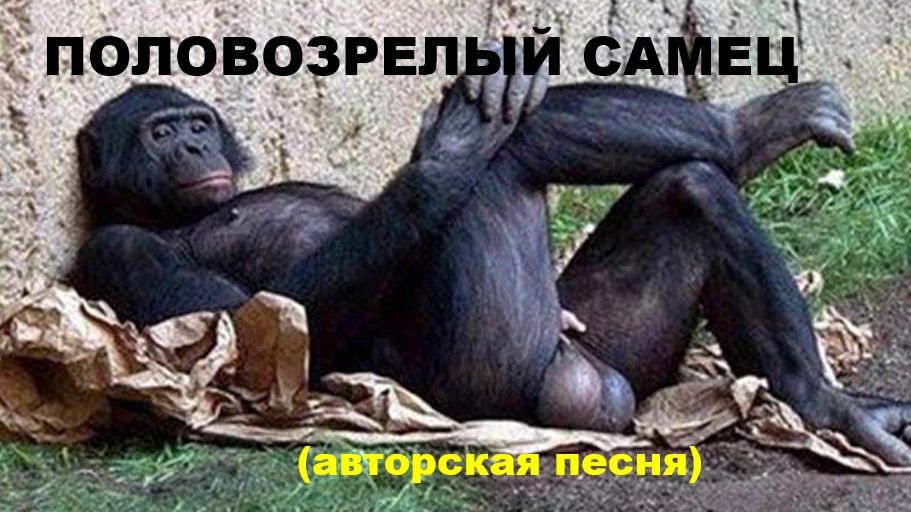 ПОЛОВОЗРЕЛЫЙ САМЕЦ //АВТОРСКАЯ ПЕСНЯ // смотреть онлайн