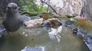 Птицы на поилке / Фотоловушка в лесу