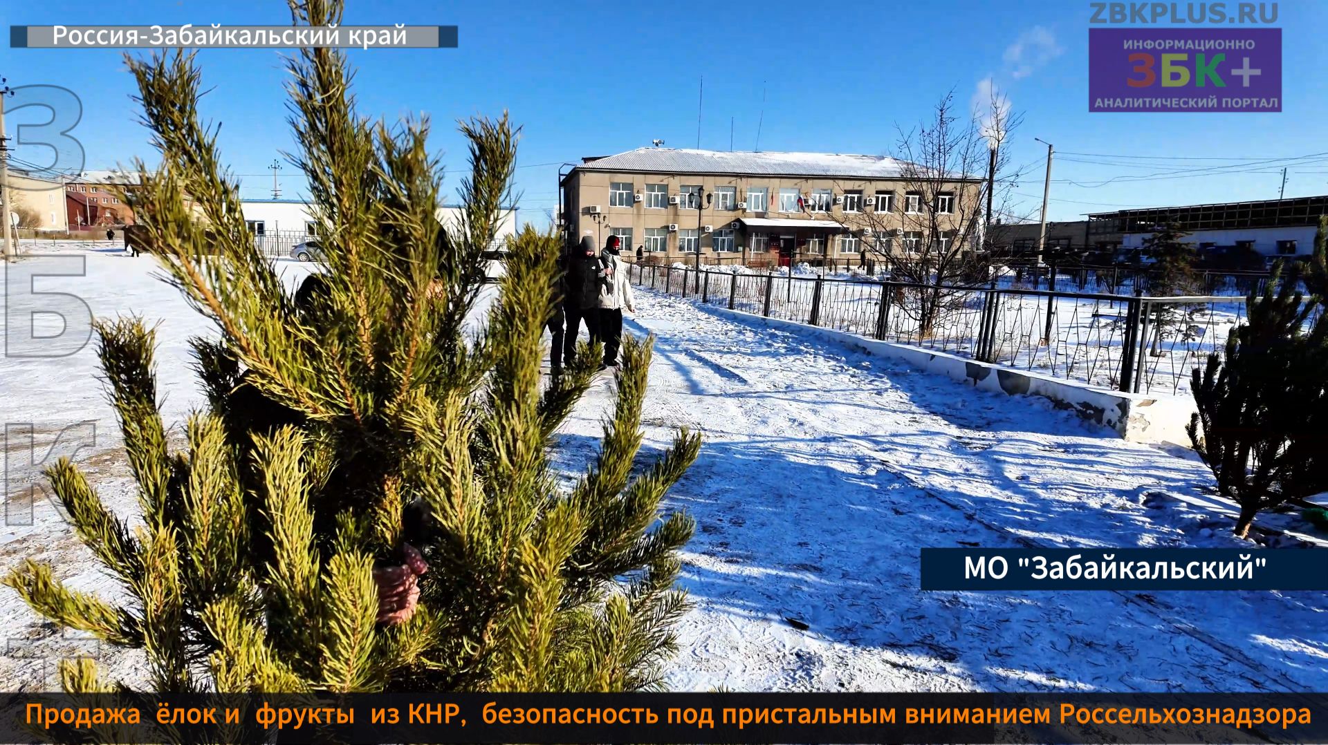 ЗБК + Предновогодние хлопоты с рекомендациями Россельхознадзора смотреть онлайн