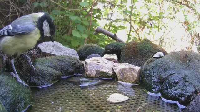 Птицы летом на поилке / Фотоловушка в лесу