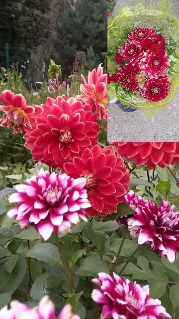 Сорта георгинов для срезки в букеты.