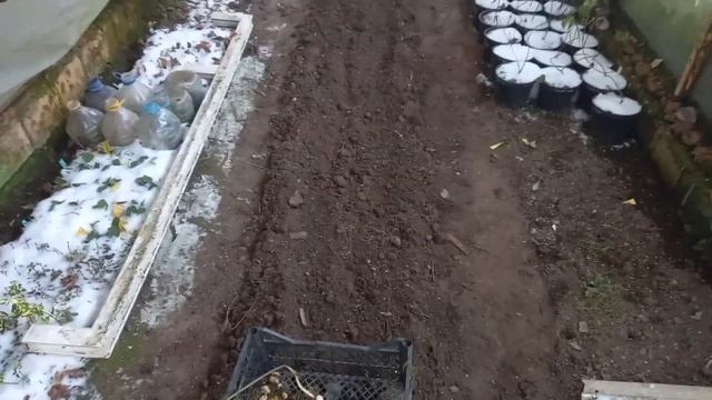 28 ноября 2023 г. Копаю лилии.