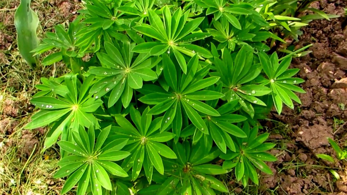 Май, Молодые цветы. смотреть онлайн