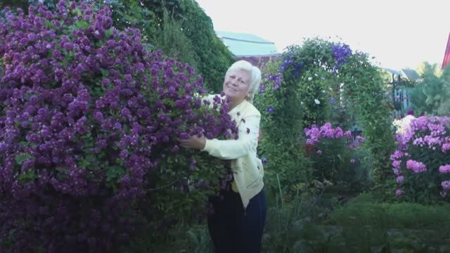 Клематис Пурпуреа Плена Элеганс