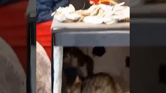 Подкидыш и кошка смотреть онлайн