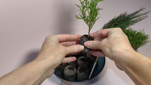 Черенкование туи (подробнее в описании). смотреть онлайн