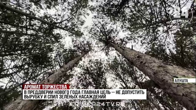 В Алуште перед новогодними праздниками проводят рейды в лесах, чтобы не допустить вырубки сосен смотреть онлайн