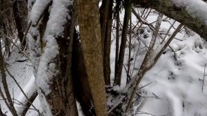 Открытие охоты на куницу. Ставим капканы и проверяем путик.