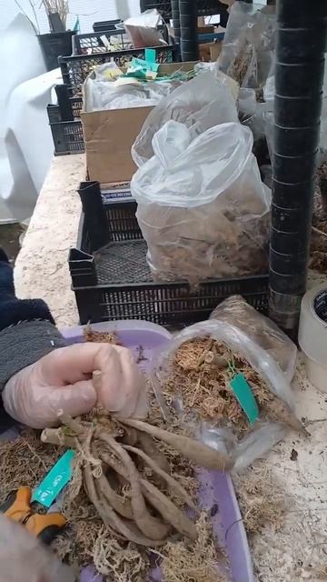 Готовлю низкорослые георгины к посадке.