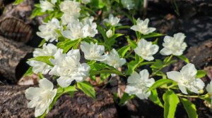 Белый солист в саду. Интересные сорта чубушника.