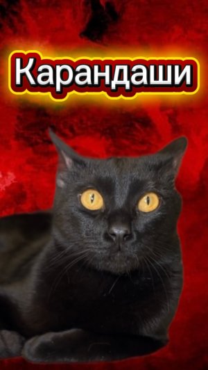 Сколько карандашей? ✏️ #кот #кошка #котики #животные #питомцы #задача #загадка