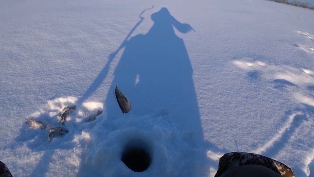 Прям селёдины какие-то ловятся на эту мормышку!!!