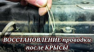 Крыса погрызла провода на Hyundai Solaris. Восстановление проводки.