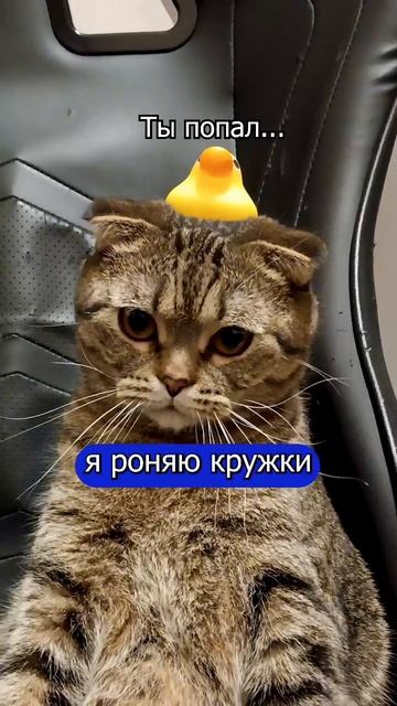 ПОДСКАЖИТЕ ЕМУ! 🙀😹#коты #кот #котики #cat #cats  #кошка #кошки #котята #котик #котэ  #котенок