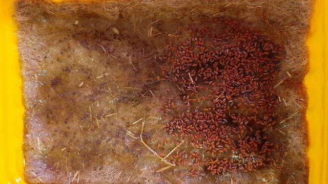 2025_12_18_Во саду и в огороде смотреть онлайн