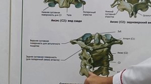 Атлас-стандарт.Прошли процедуру по вправке атланта