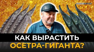 Рыбы-альбиносы и золотая икра: как фермер из Татарстана выращивает гигантских осетров