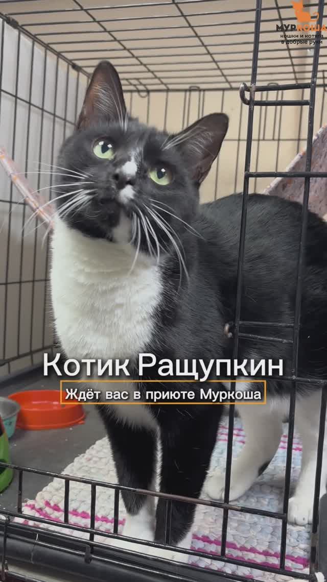 Ращупкин ждёт вас в приюте #Муркоша смотреть онлайн