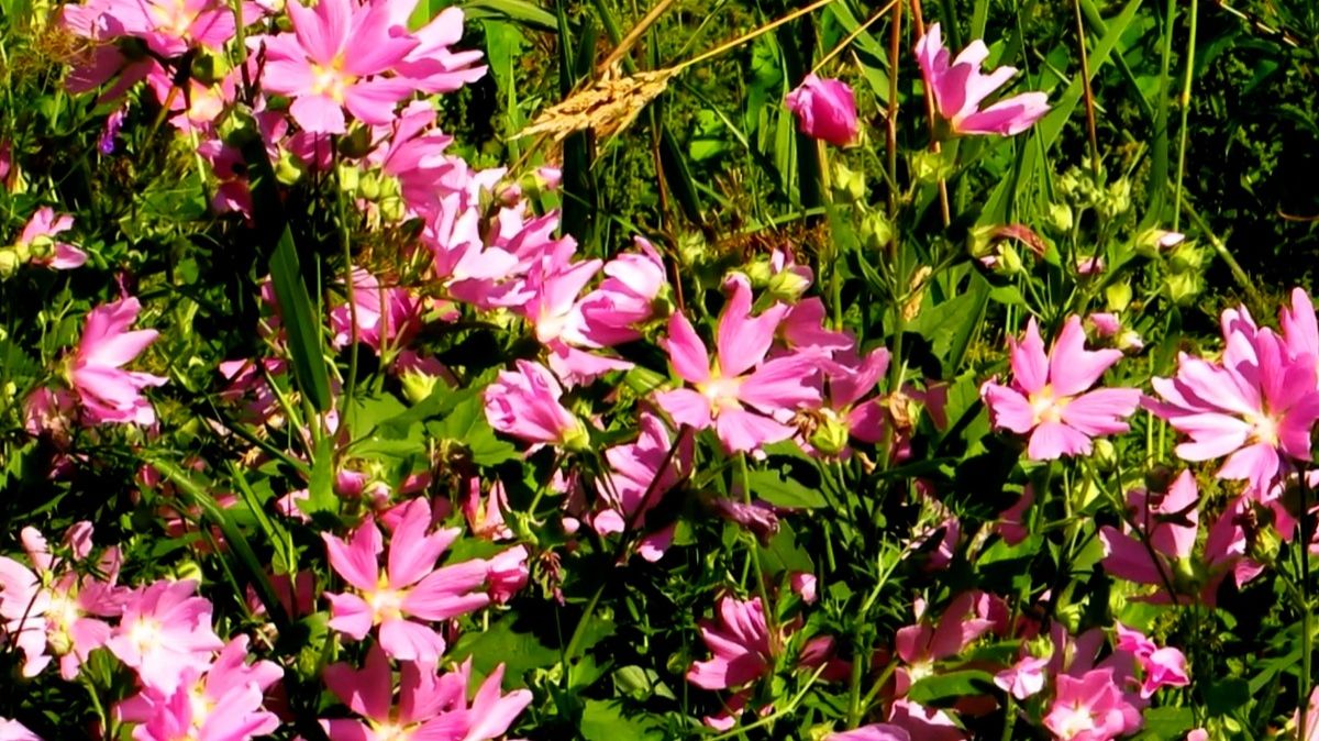 Луговые травы и цветы смотреть онлайн