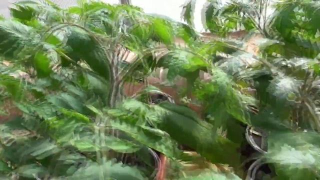 Обзор рассады томатов в возрасте 40 дней. Сорта для ранней высадки в теплицу. 22 марта 2023 года смотреть онлайн