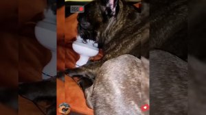 Свежая порция смешных собак