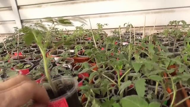 Первое закаливание томатов. "Делаю" сибиряков из "иностранцев". 5 марта 2023 года. смотреть онлайн