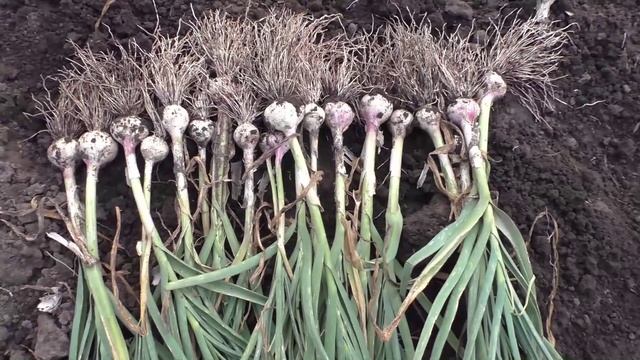 Польза чеснока смотреть онлайн