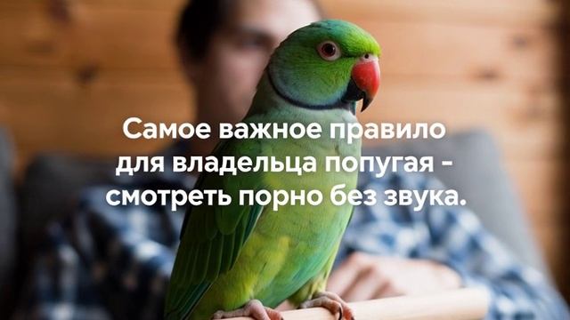 Аморальные Анекдоты смотреть онлайн