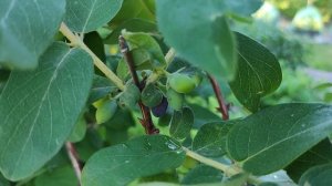 25-ДАЧА..Стрижка для спиреи..2 часть(12.06.-14.06.21)