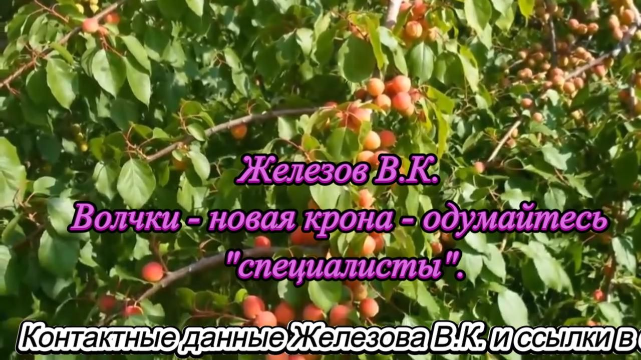 Железов В.К. Волчки - новая крона - одумайтесь "специалисты". смотреть онлайн