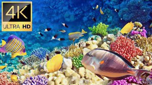 Великолепный подводный мир. Морские обитатели. Успокаивающаяя музыка для души