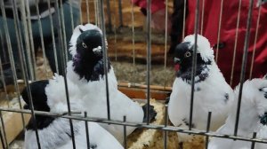 13.12.2025г Ярмарка ст.Бронницы ч.2