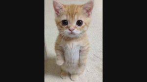 ГИМН КОШАТНИКОВ! ) «КОТИК- ЗАБИЯКА» Песня про людей